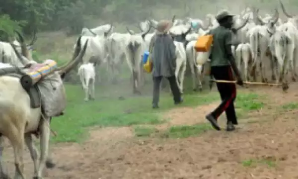 Cattle Colonies In Nigerian States Will Begin Next Week – FG